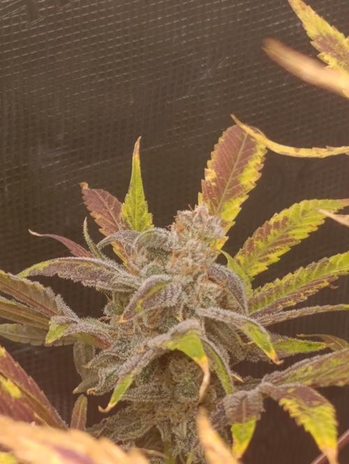 Smashberry Fumez Anesia DWC. Week 15