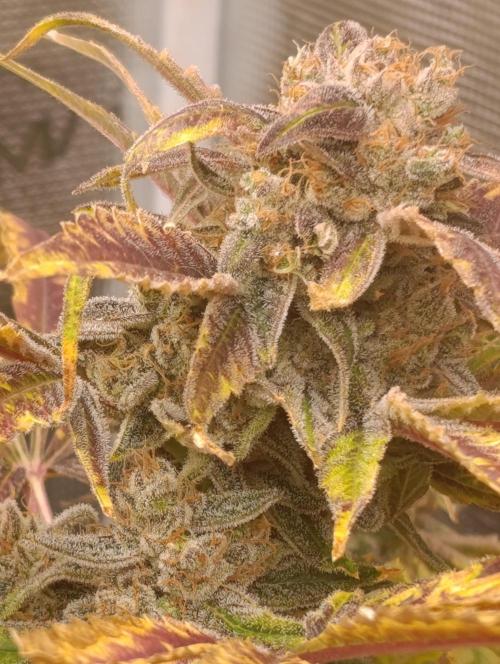 Smashberry Fumez Anesia DWC. Week 15