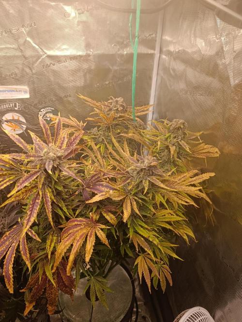 Smashberry Fumez Anesia DWC. Week 15