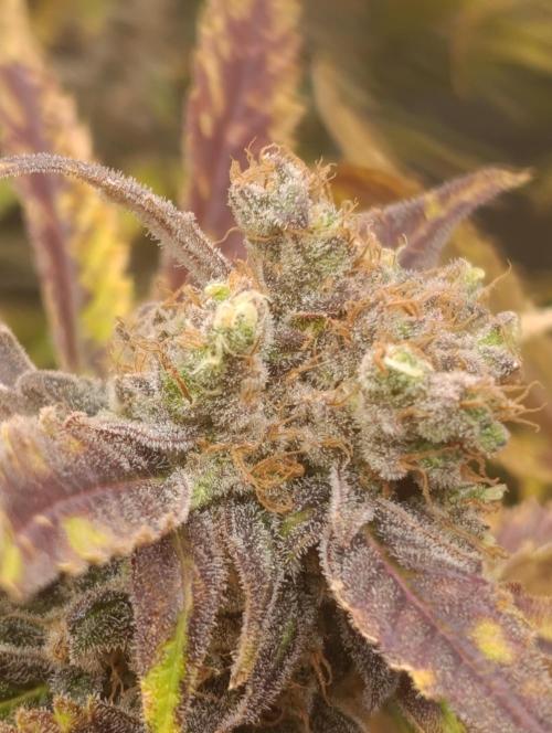Smashberry Fumez Anesia DWC. Week 15