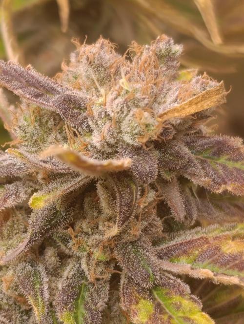 Smashberry Fumez Anesia DWC. Week 15