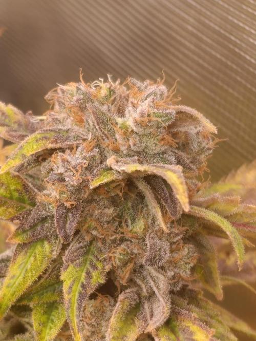 Smashberry Fumez Anesia DWC. Week 15