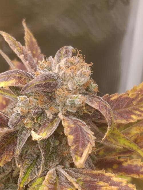 Smashberry Fumez Anesia DWC. Week 15