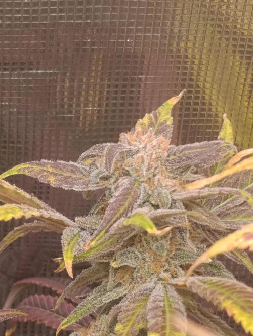 Smashberry Fumez Anesia DWC. Week 15