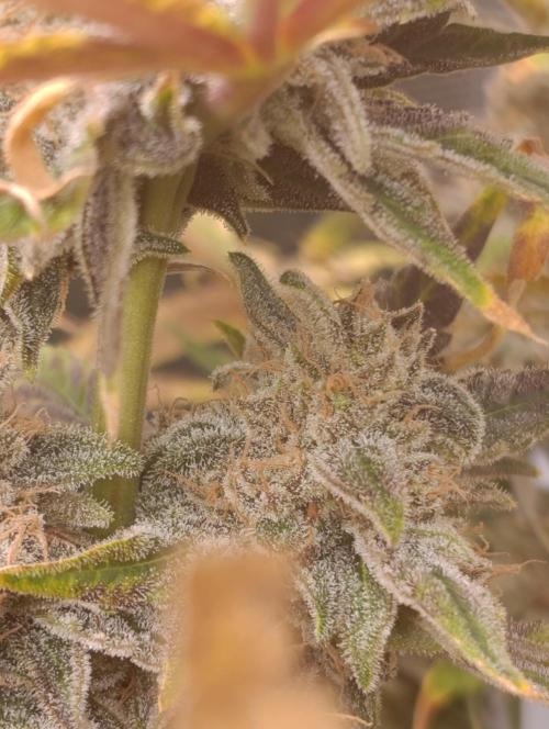 Smashberry Fumez Anesia DWC. Week 15