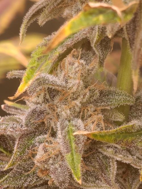 Smashberry Fumez Anesia DWC. Week 15