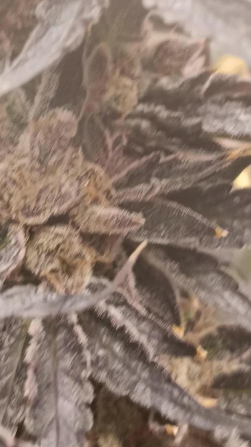 Candy breath Paradise seeds DWC