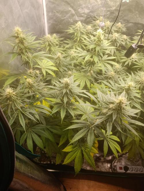 Eternity Grow cup 2026 /Sticky broccoli. Week 2