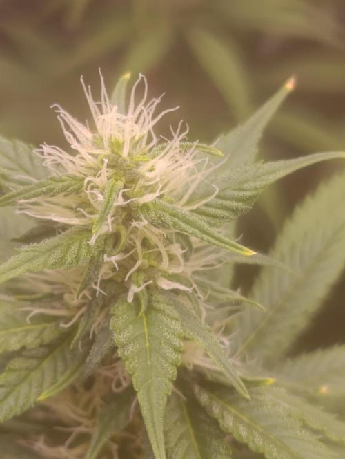 Eternity Grow cup 2026 /Sticky broccoli. Week 2
