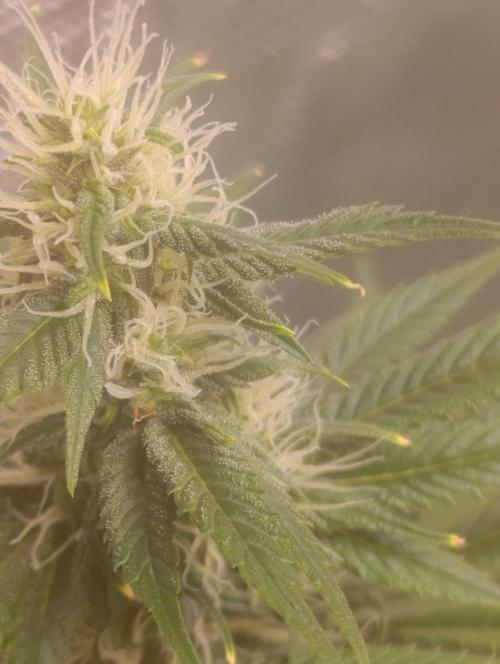 Eternity Grow cup 2026 /Sticky broccoli. Week 2
