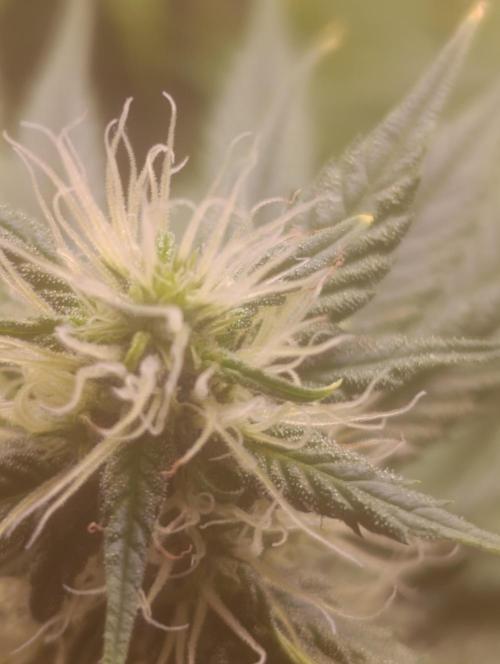 Eternity Grow cup 2026 /Sticky broccoli. Week 2