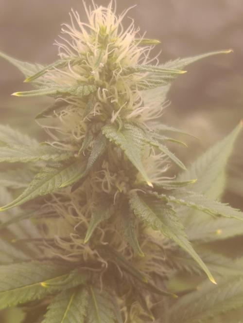 Eternity Grow cup 2026 /Sticky broccoli. Week 2