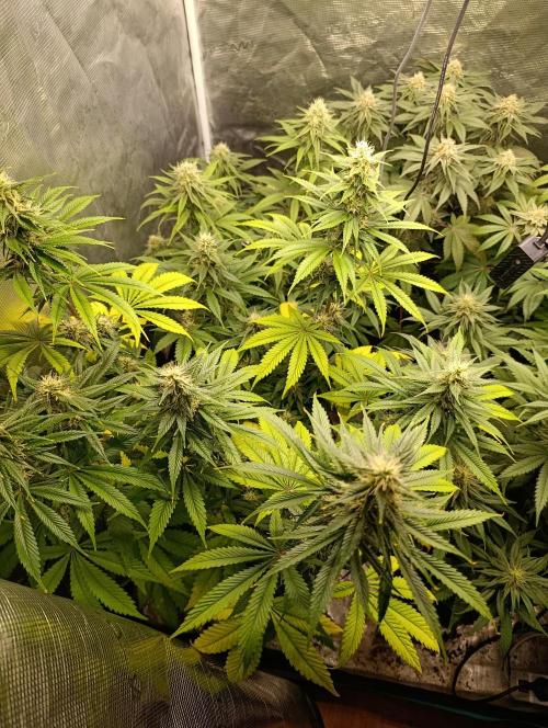 Eternity Grow cup 2026 /Sticky broccoli. Week 2