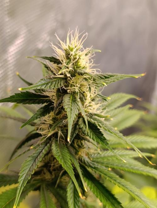 Eternity Grow cup 2026 /Sticky broccoli. Week 2