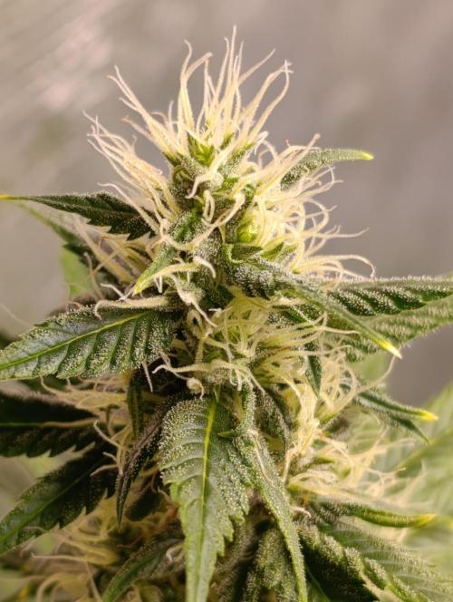 Eternity Grow cup 2026 /Sticky broccoli. Week 2