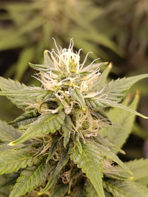 Eternity Grow cup 2026 /Sticky broccoli. Week 2