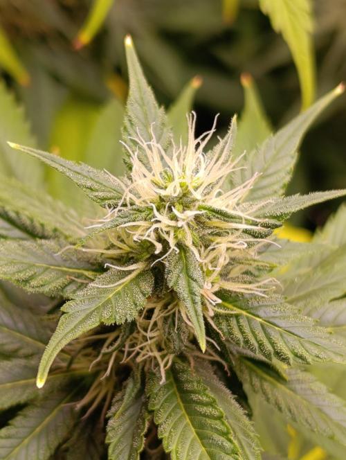 Eternity Grow cup 2026 /Sticky broccoli. Week 2