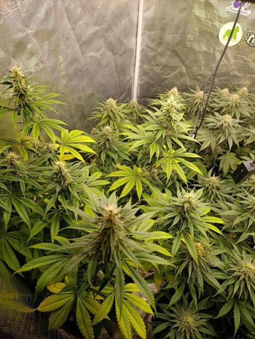 Eternity Grow cup 2026 /Sticky broccoli. Week 2