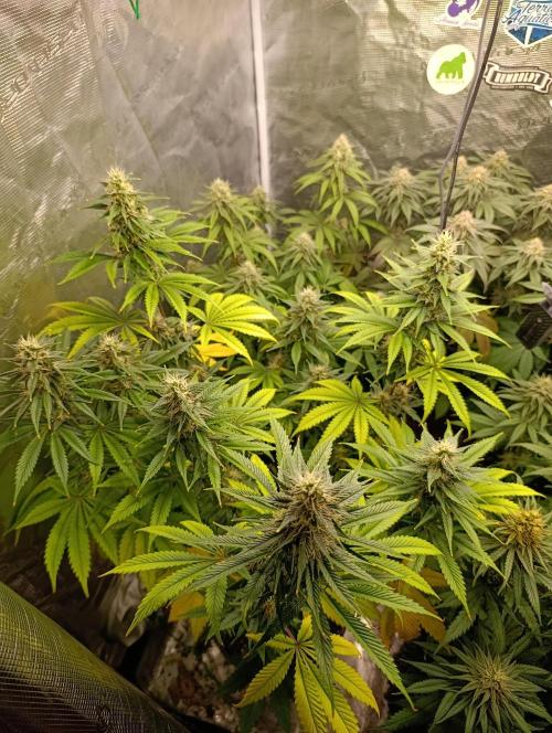 Eternity Grow cup 2026 /Sticky broccoli. Week 2