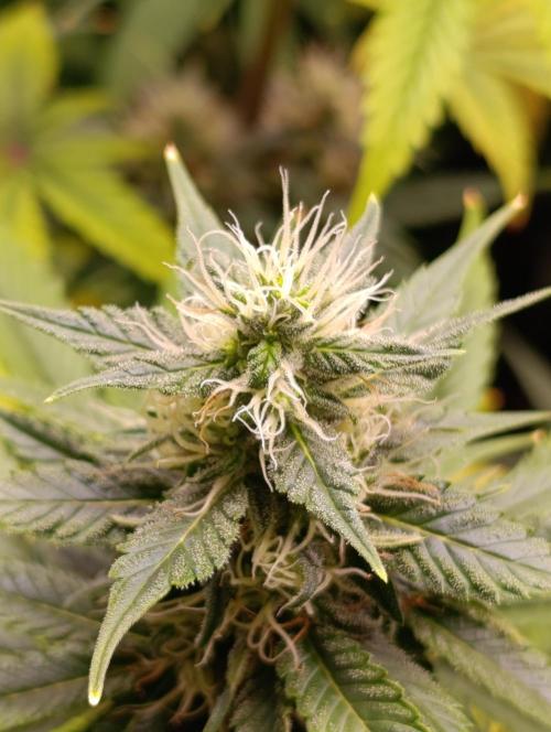 Eternity Grow cup 2026 /Sticky broccoli. Week 2