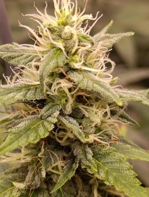 Eternity Grow cup 2026 /Sticky broccoli. Week 2