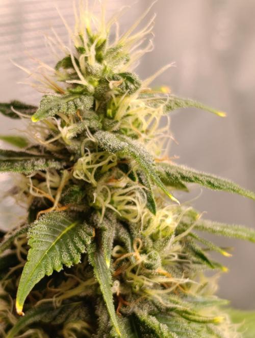 Eternity Grow cup 2026 /Sticky broccoli. Week 2