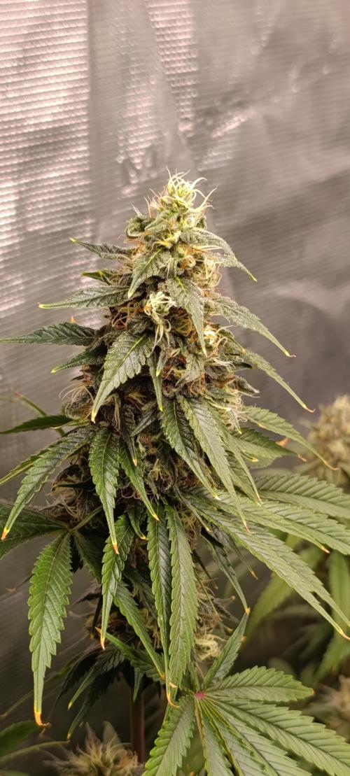 Eternity Grow cup 2026 /Sticky broccoli. Week 2