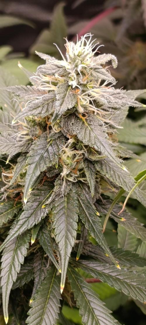Eternity Grow cup 2026 /Sticky broccoli. Week 2