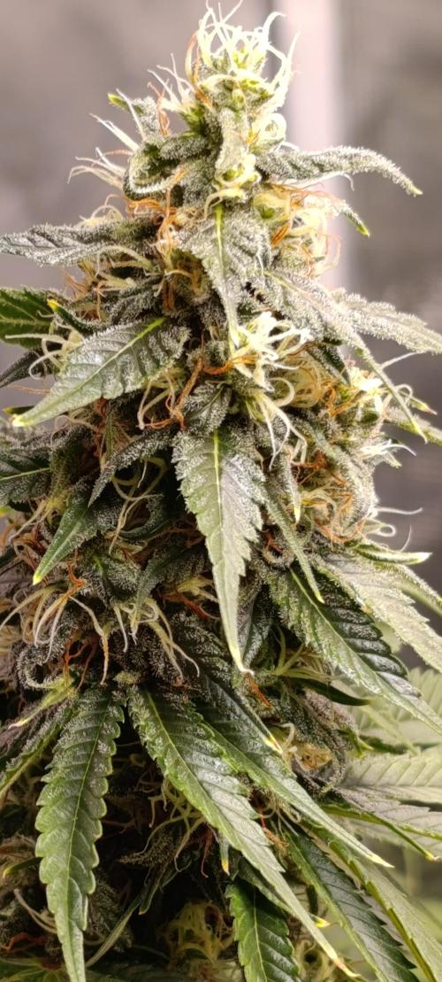 Eternity Grow cup 2026 /Sticky broccoli. Week 2