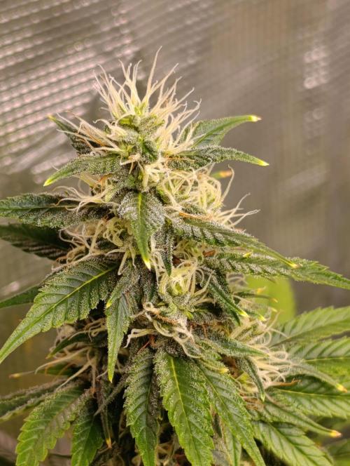 Eternity Grow cup 2026 /Sticky broccoli. Week 11