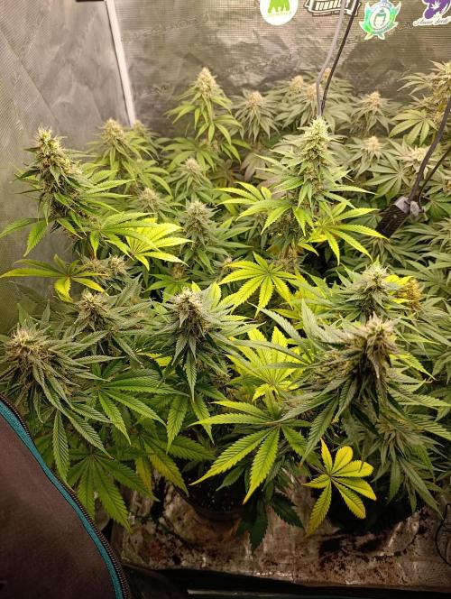 Eternity Grow cup 2026 /Sticky broccoli. Week 11