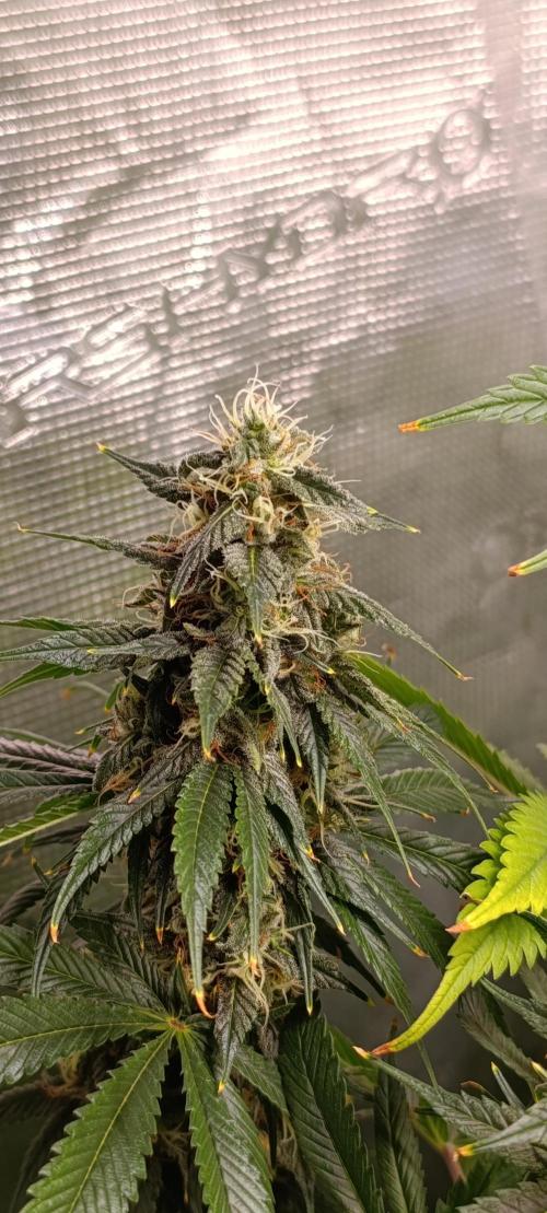 Eternity Grow cup 2026 /Sticky broccoli. Week 11