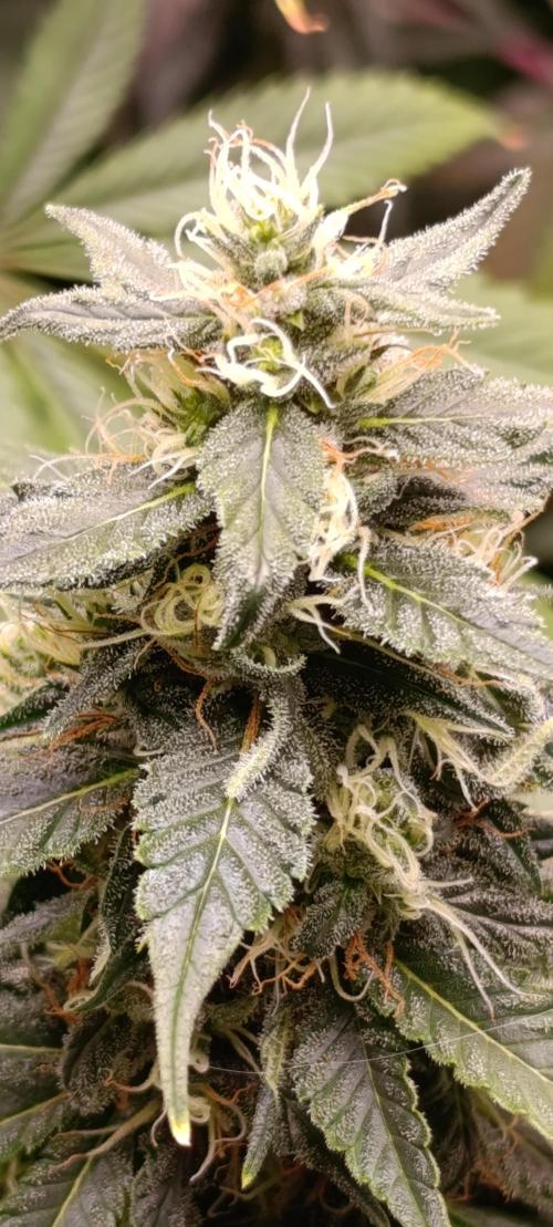 Eternity Grow cup 2026 /Sticky broccoli. Week 11