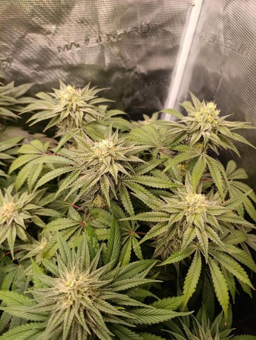 Cherry strudel Sherbisnky/Sensi seeds. Week 11