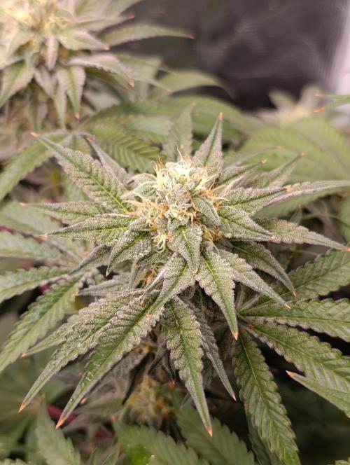 Cherry strudel Sherbisnky/Sensi seeds. Week 11