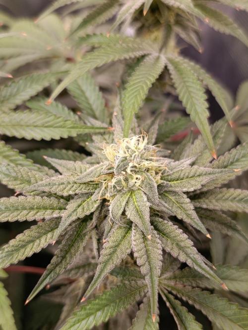Cherry strudel Sherbisnky/Sensi seeds. Week 11