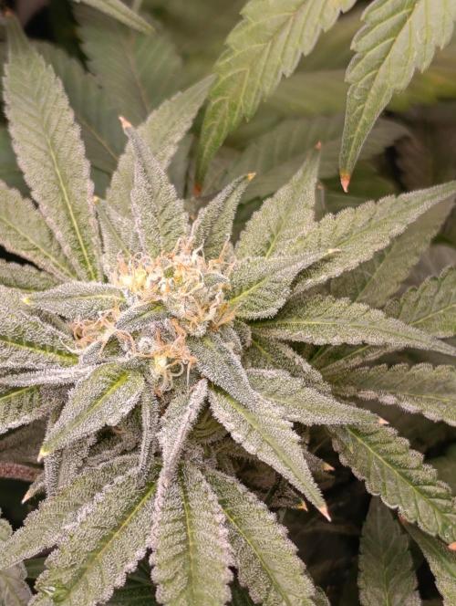 Cherry strudel Sherbisnky/Sensi seeds. Week 11
