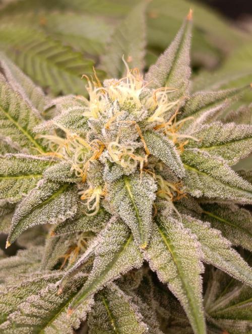 Cherry strudel Sherbisnky/Sensi seeds. Week 11