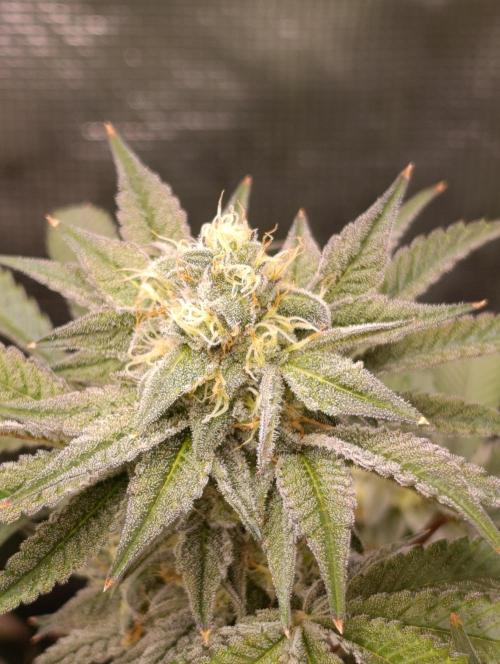 Cherry strudel Sherbisnky/Sensi seeds. Week 11
