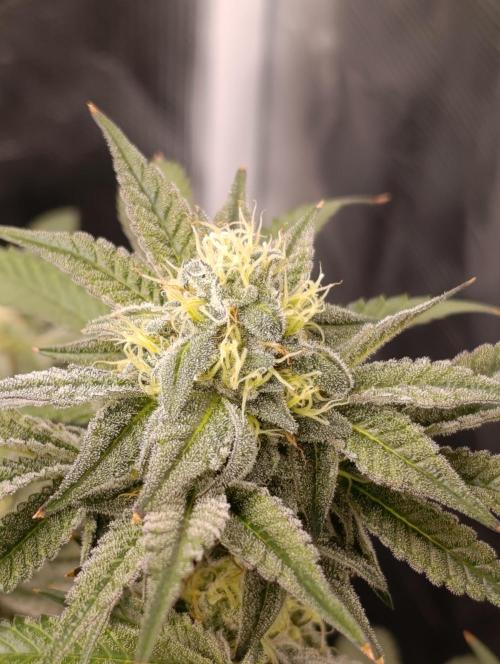 Cherry strudel Sherbisnky/Sensi seeds. Week 11