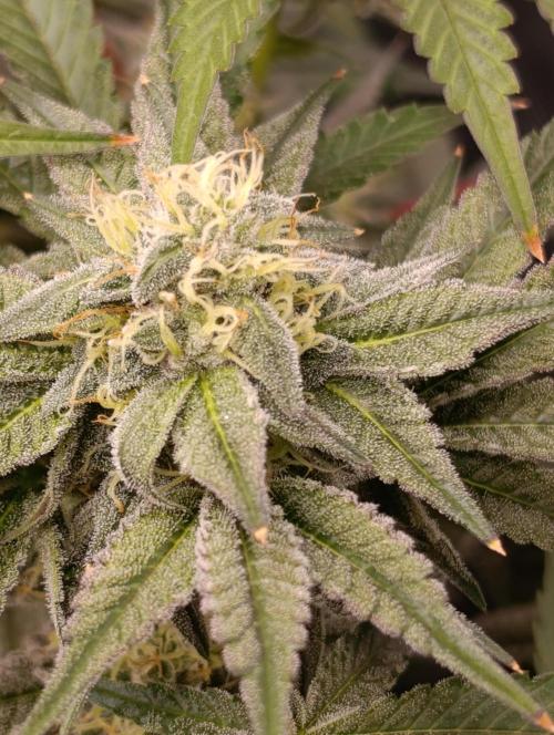 Cherry strudel Sherbisnky/Sensi seeds. Week 11
