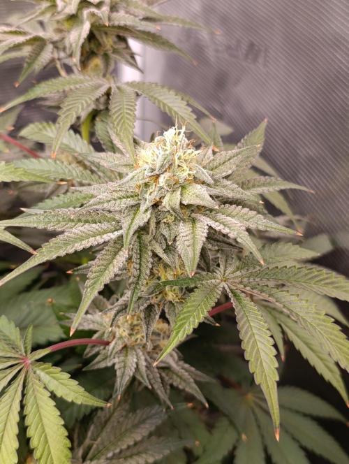 Cherry strudel Sherbisnky/Sensi seeds. Week 11