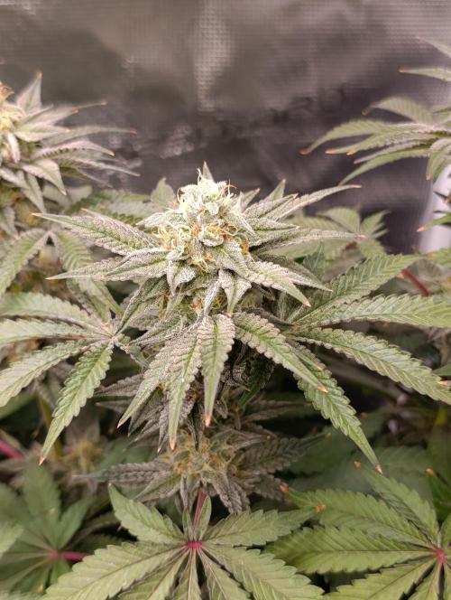 Cherry strudel Sherbisnky/Sensi seeds. Week 11