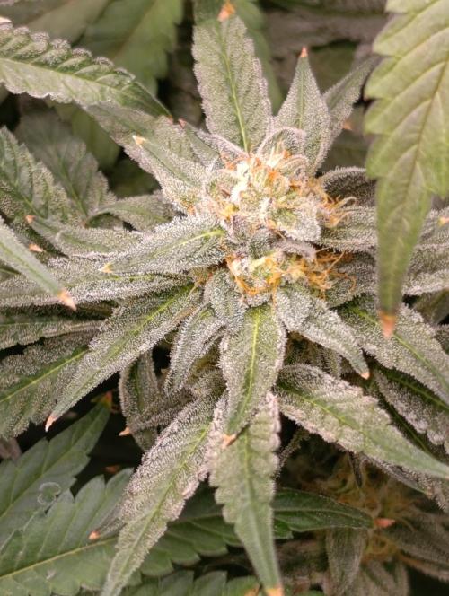 Cherry strudel Sherbisnky/Sensi seeds. Week 11