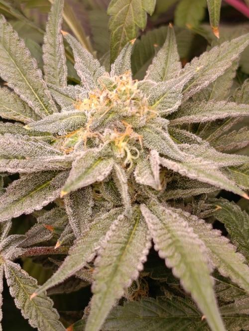 Cherry strudel Sherbisnky/Sensi seeds. Week 11
