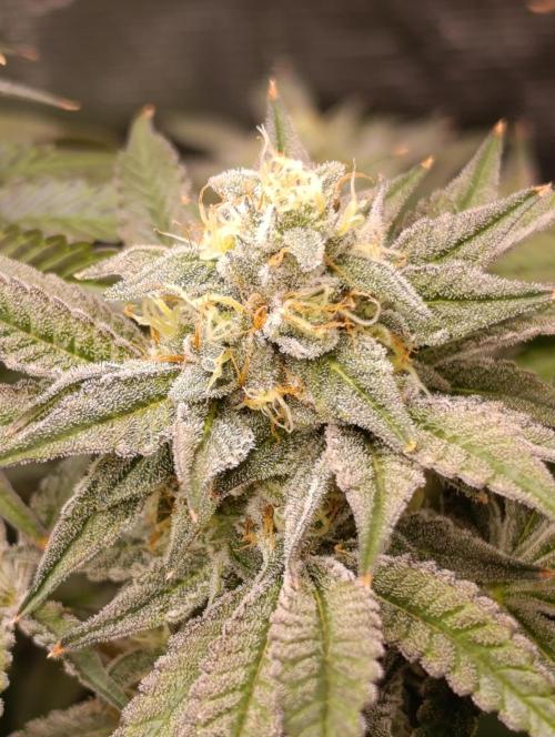 Cherry strudel Sherbisnky/Sensi seeds. Week 11