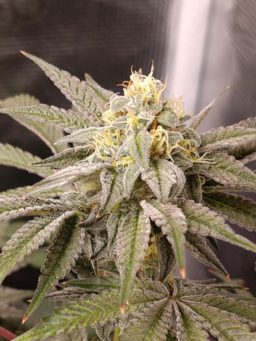 Cherry strudel Sherbisnky/Sensi seeds. Week 11