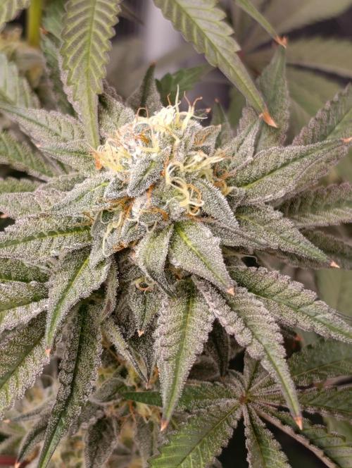 Cherry strudel Sherbisnky/Sensi seeds. Week 11