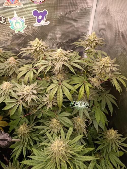 Cherry strudel Sherbisnky/Sensi seeds. Week 11
