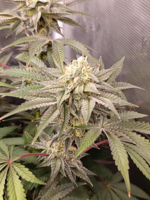 Cherry strudel Sherbisnky/Sensi seeds. Week 11